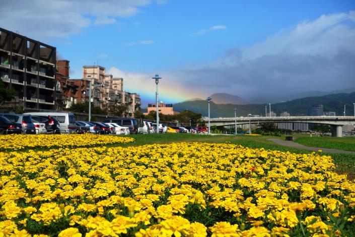 107年臺北市觀山河濱花海  賞花期到明年一月