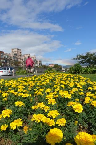 107年臺北市觀山河濱花海 河濱自行車道兩旁