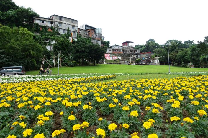 107古亭福和河濱花海 福和河濱花海在寶藏巖前方綠地