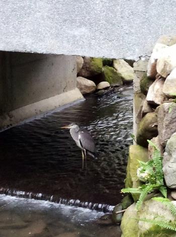照片16：極具豐富生態的天和公園玉潮坑溪（莊福來里長提供）