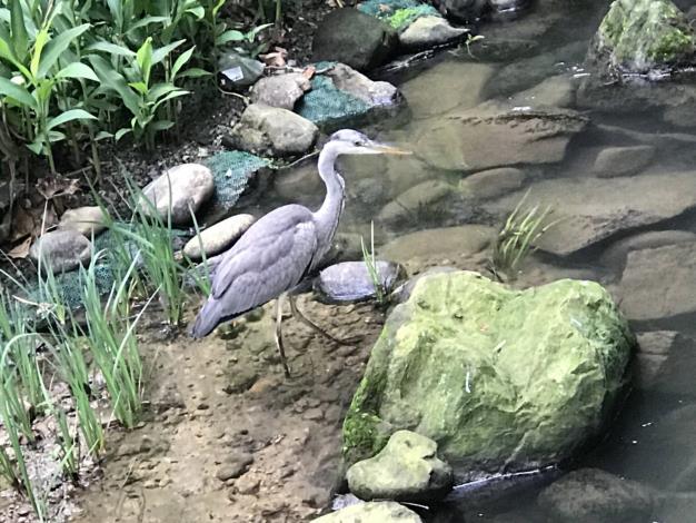 照片15：極具豐富生態的天和公園玉潮坑溪（莊福來里長提供）