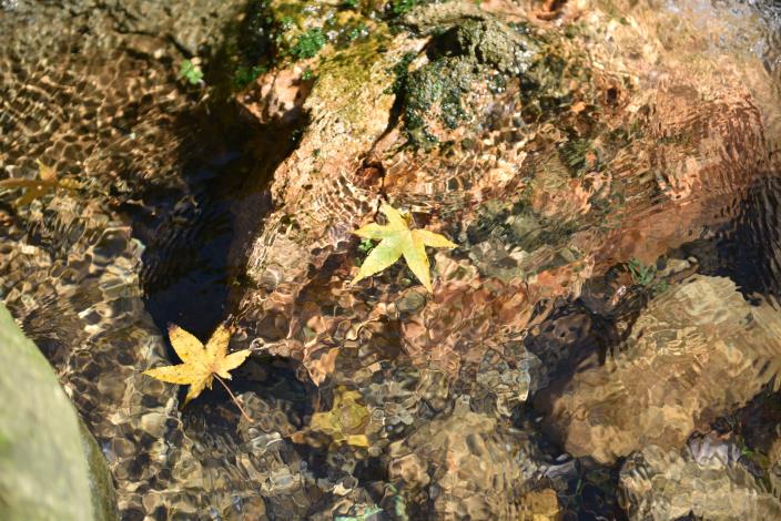 楓葉紅了、溪水清澈