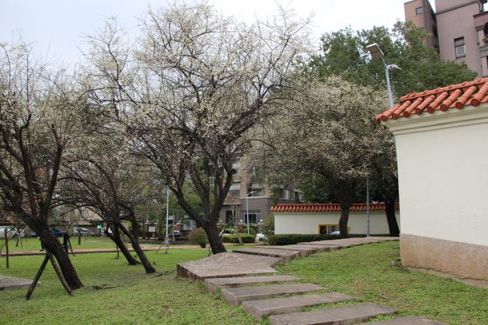圖3. 古色古香的志成公園梅花現正盛開2攝自李佳佳