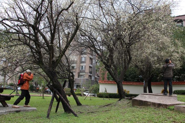 圖4.志成公園梅花盛開，吸引民眾拍照攝自李佳佳