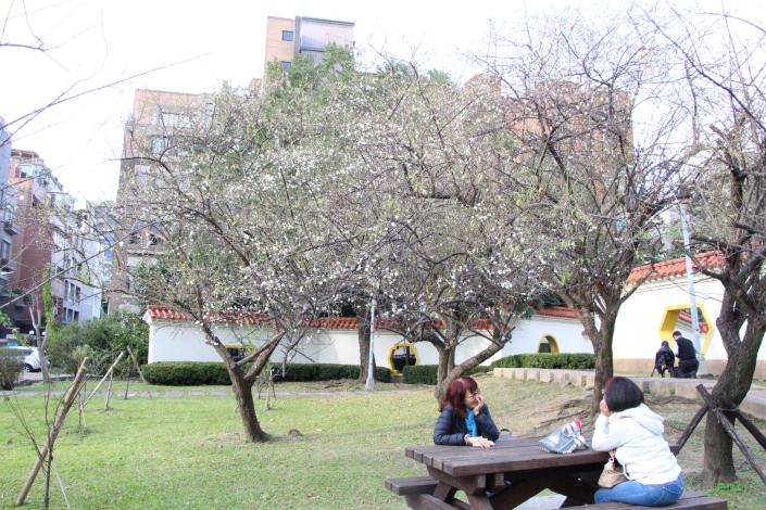 圖5. 梅樹下賞梅暢聊很適愜意攝自陳正祥