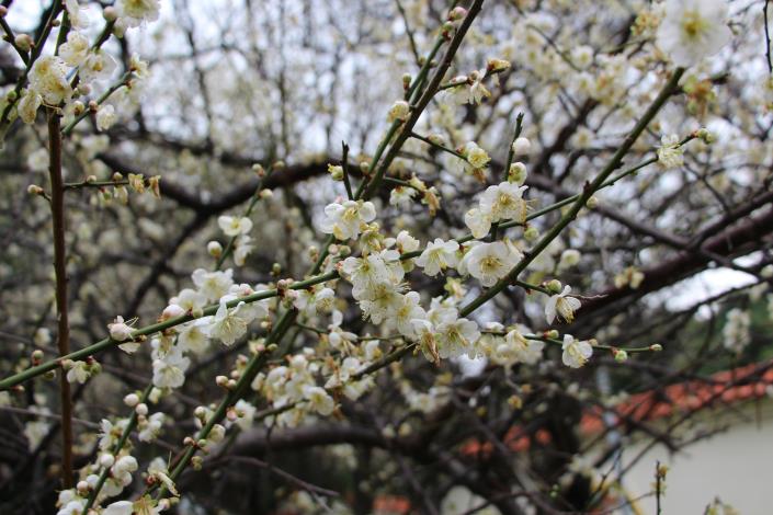 圖6.志成公園梅花近照攝自李佳佳