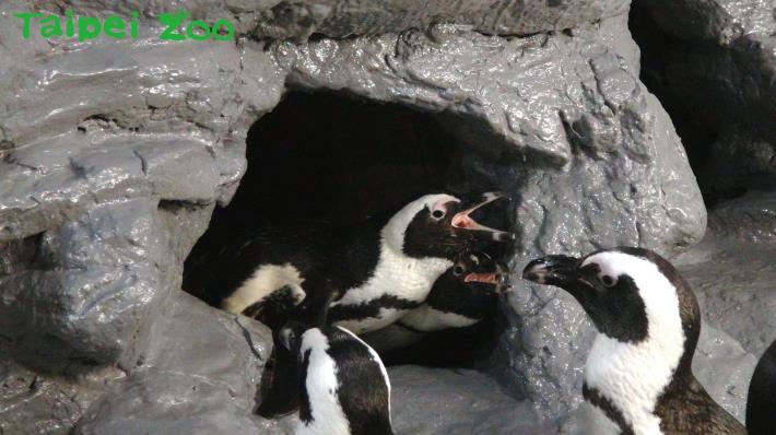 室內正中央的洞穴，向來都只有最強悍的黑腳企鵝可以入住