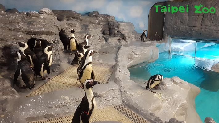 動物園裡的黑腳企鵝可以選擇待在全天候空調的室內，或是到戶外享受日光浴