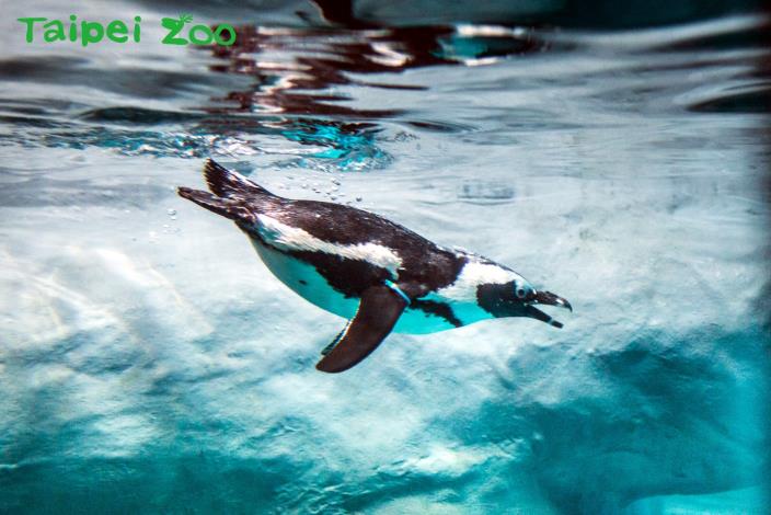 請大家一起守護地球環境，讓黑腳企鵝能有機會返回原生棲息地