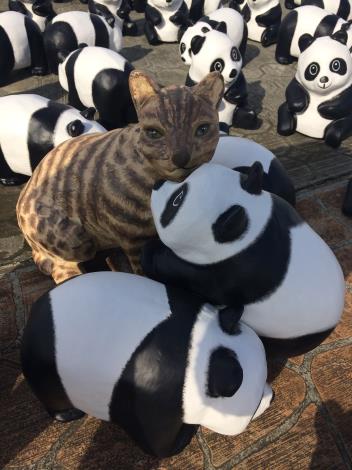 紙貓熊和他的好朋友石虎
