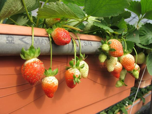 位於內湖區的白石湖草莓園，盛產季為每年3、4月左右。