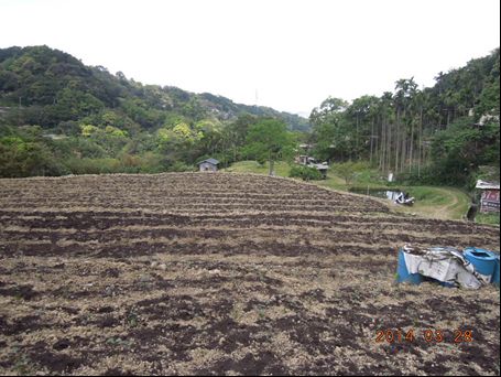 閒置農地活化（下基肥與種植茶苗）