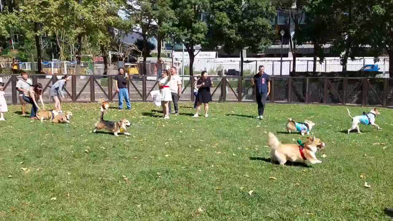 「2025臺北狗狗運動嘉年華-柯基PK大賽」今（18）於信義廣場熱鬧登場