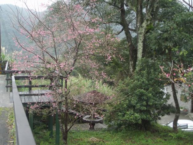 圖4.木柵茶推廣中心園區櫻花綻放,歡迎前來賞花親近大自然