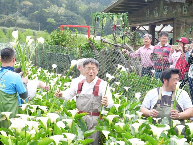 圖5.台北市長柯文哲換上青蛙裝體驗採海芋的樂趣。