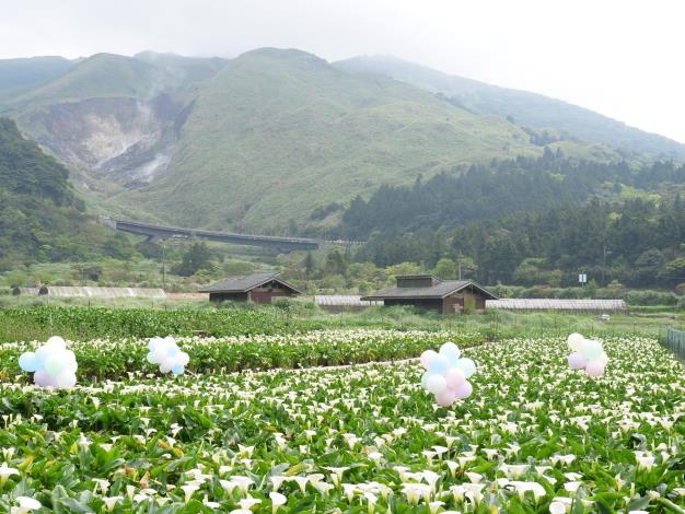 圖7.竹子湖白色海芋盛開美不勝收