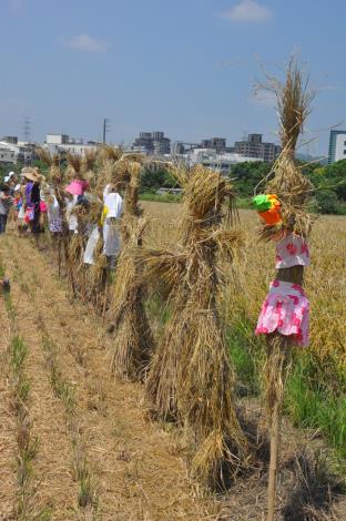 圖1.大家將稻草人身穿各式不同花色的衣服插在稻田中(資料照片)。