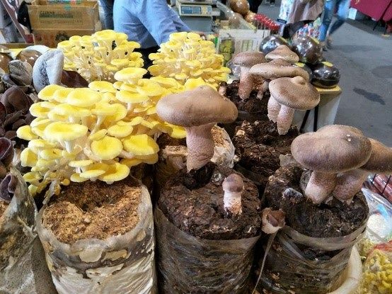 圖3. 彰化縣市週來花博展售各種養生菇類。