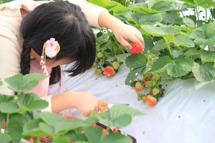 內湖草莓小王子小公主決選活動3