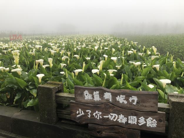竹子湖海芋田