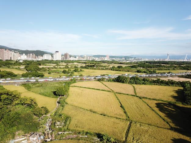 北投區關渡平原是台北市最大的水稻田，水稻種植面積達數百公頃