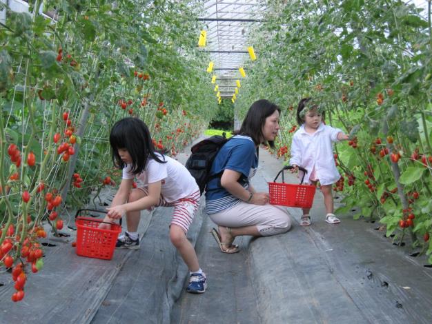 清香休閒農場-小番茄及蔬菜是媽媽的最愛
