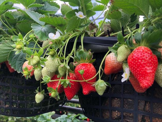 溫室高架栽種草莓