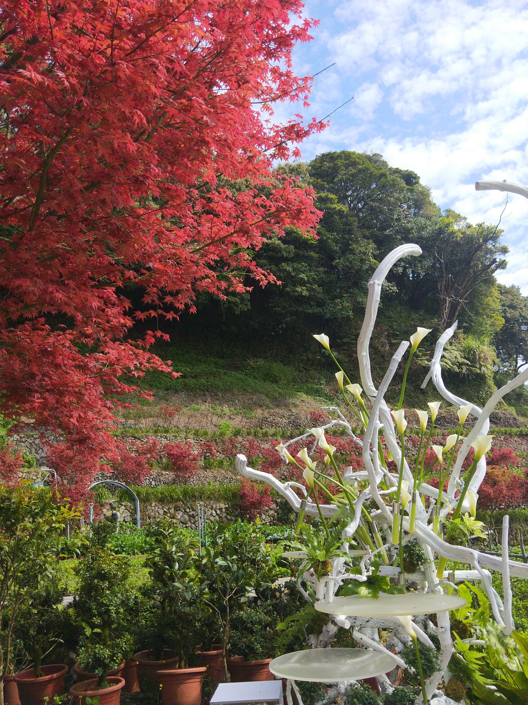 大梯田休閒農莊紅楓季正夯的花田餐桌(大梯田提供)