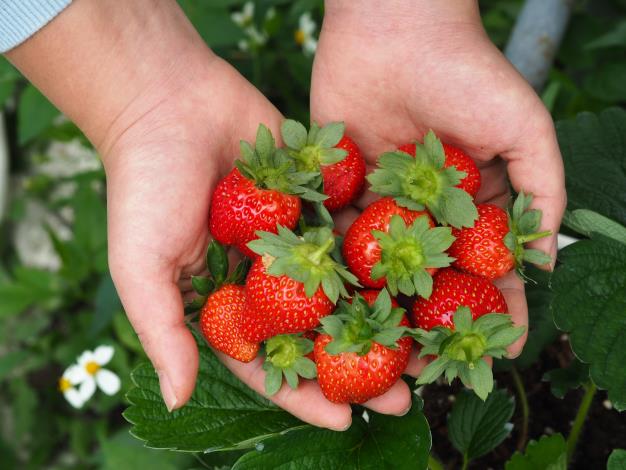 白石湖休閒農業區-草莓