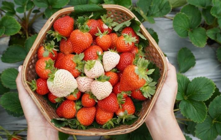 鮮採草莓