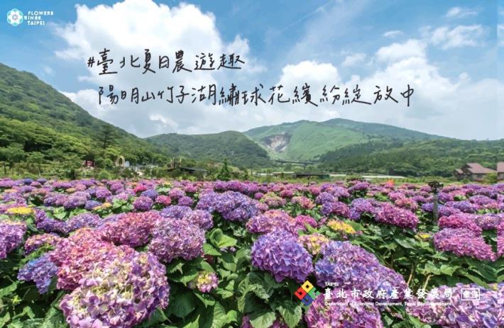 圖1、把握今年上陽明山竹子湖徜徉繡球花的最後機會!_0
