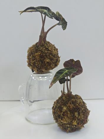 黑天鵝絨海芋苔球DIY體驗_3