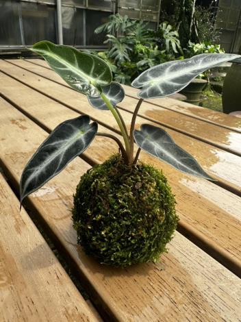 黑天鵝絨海芋苔球DIY體驗_2