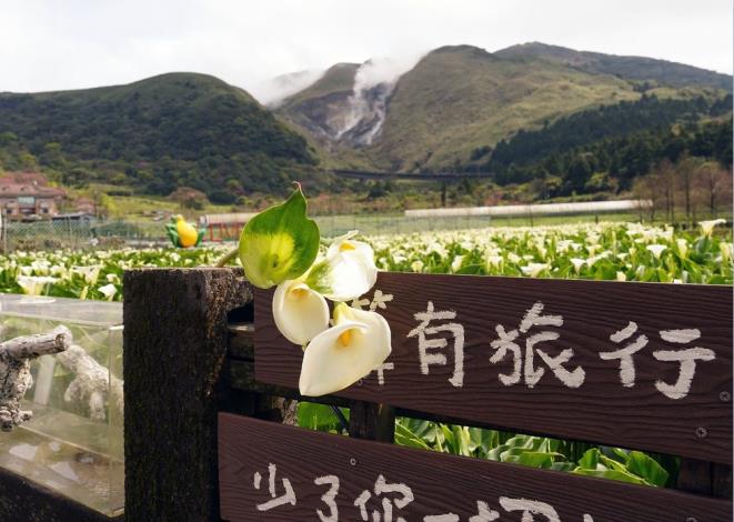 竹子湖(頂湖)海芋園遠眺小油坑_1