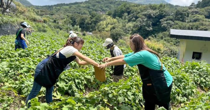 快來帶佛手瓜寶寶回家！_0