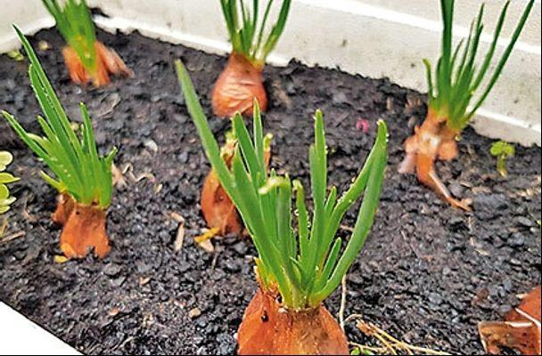 親手種下綠意，看見永續生活_0