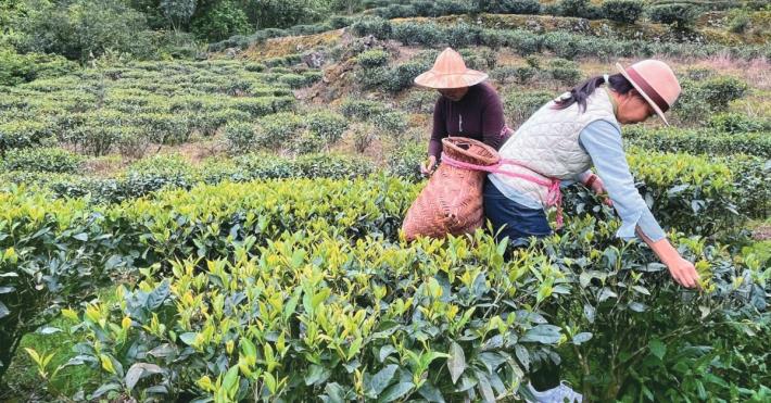 南港茶山採茶_0
