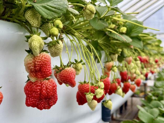 圖2-草莓園果實示意圖