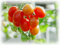 蕃茄節實茂密有如葡萄一般