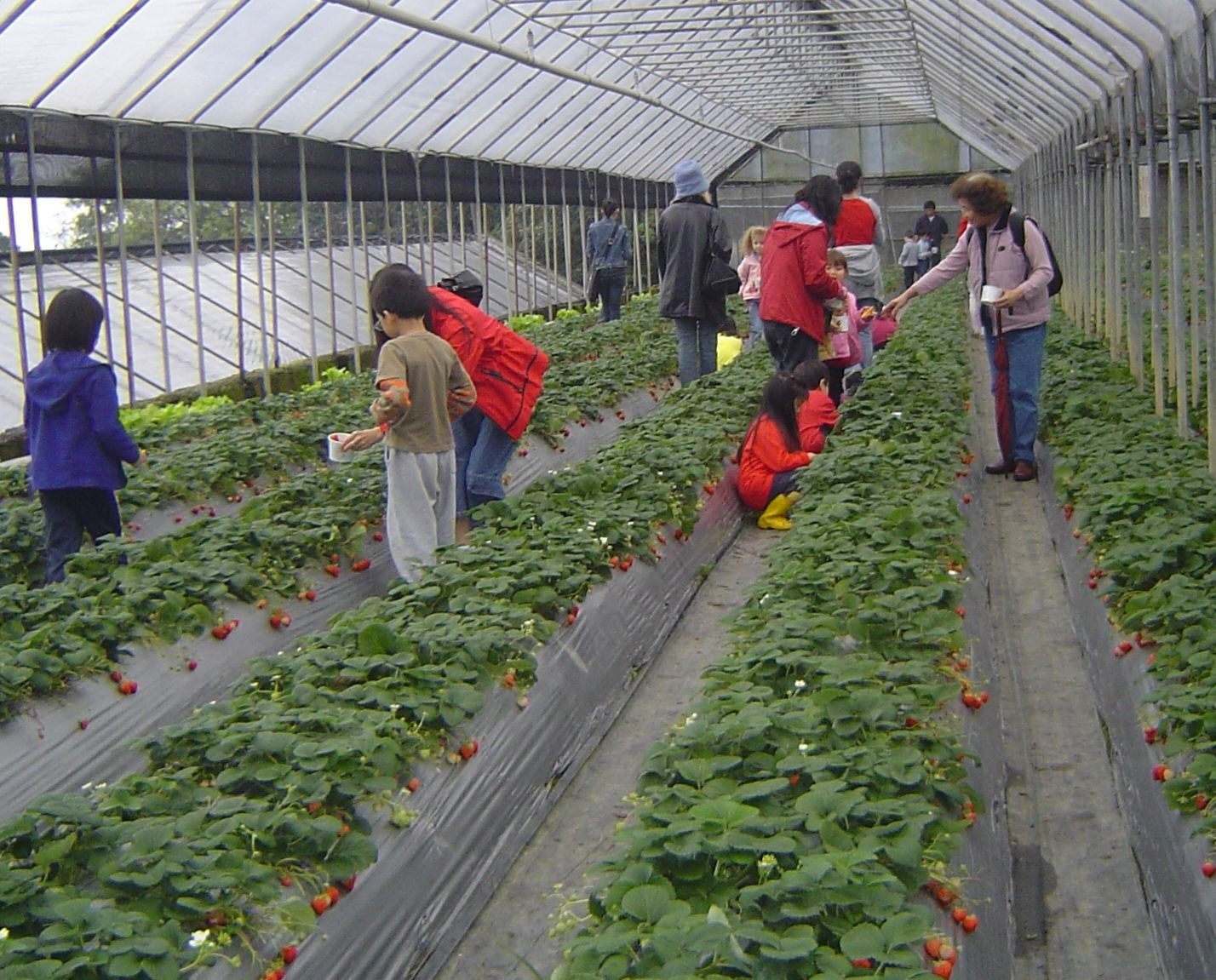 清香休閒農場採草莓