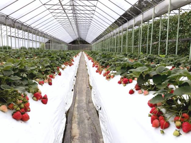 有機草莓盛產中