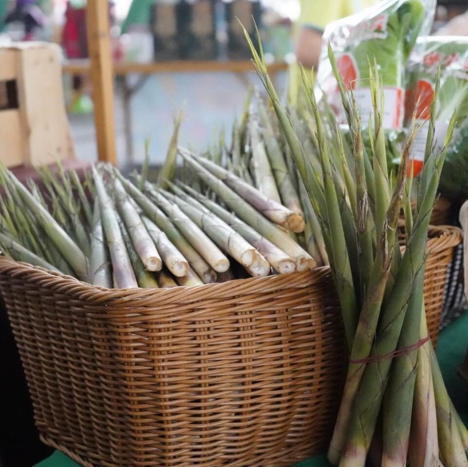 花蓮箭筍