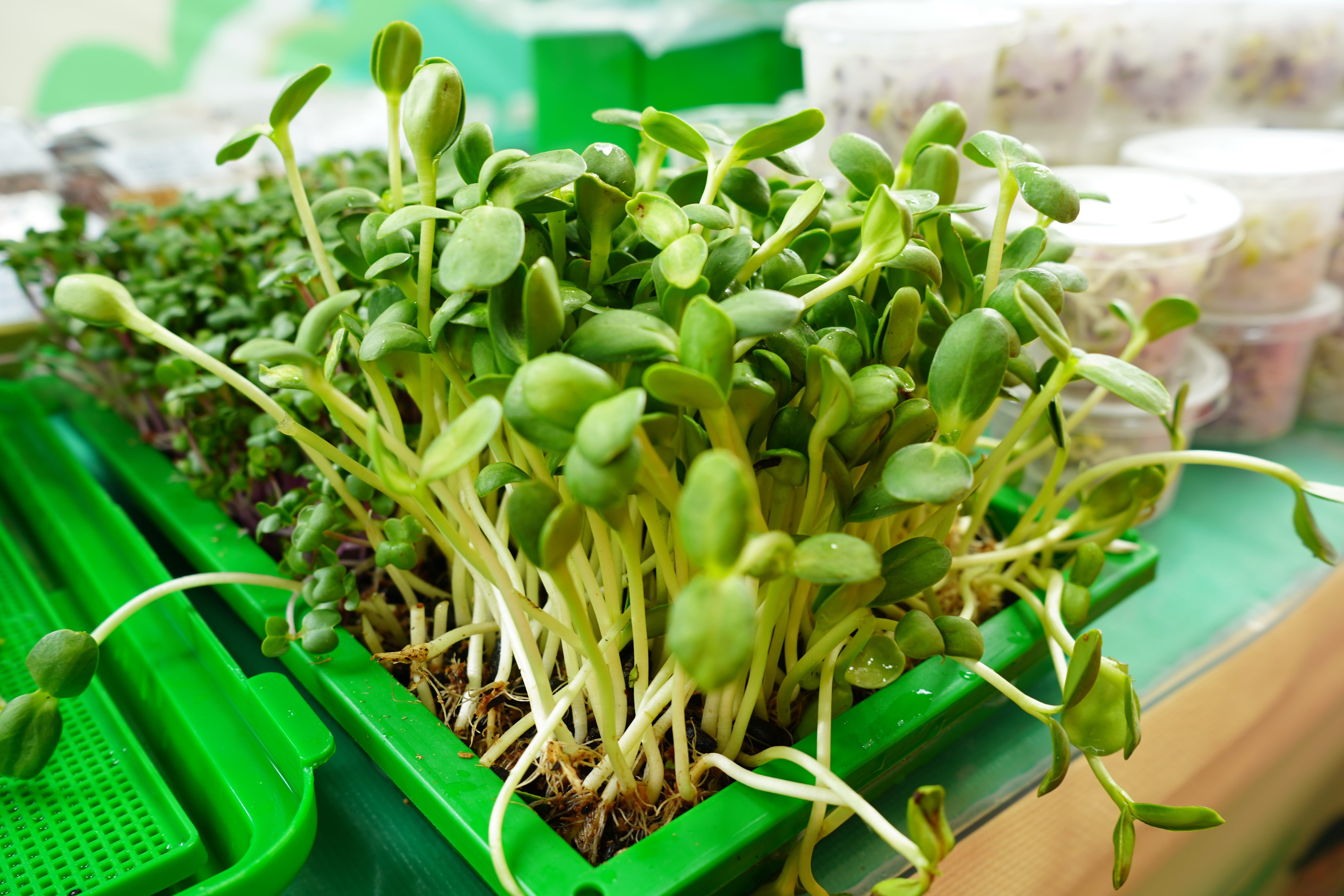 士林區菁山農場種植各式新鮮芽菜
