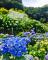 (圖片來源- 大梯田花卉生態農園)