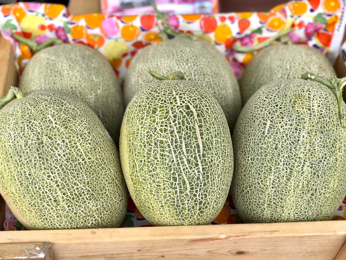 圖5. 宜蘭哈密瓜