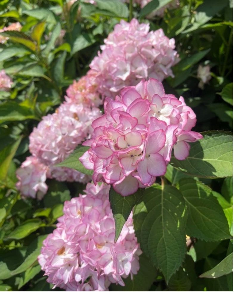 (圖片來源:FB名陽匍休閒農莊minyangpu)