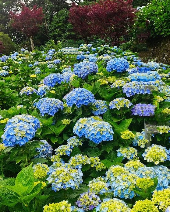 (圖片來源: 大梯田花卉生態農園)