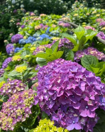 (圖片來源: 名陽匍休閒農莊minyangpu)
