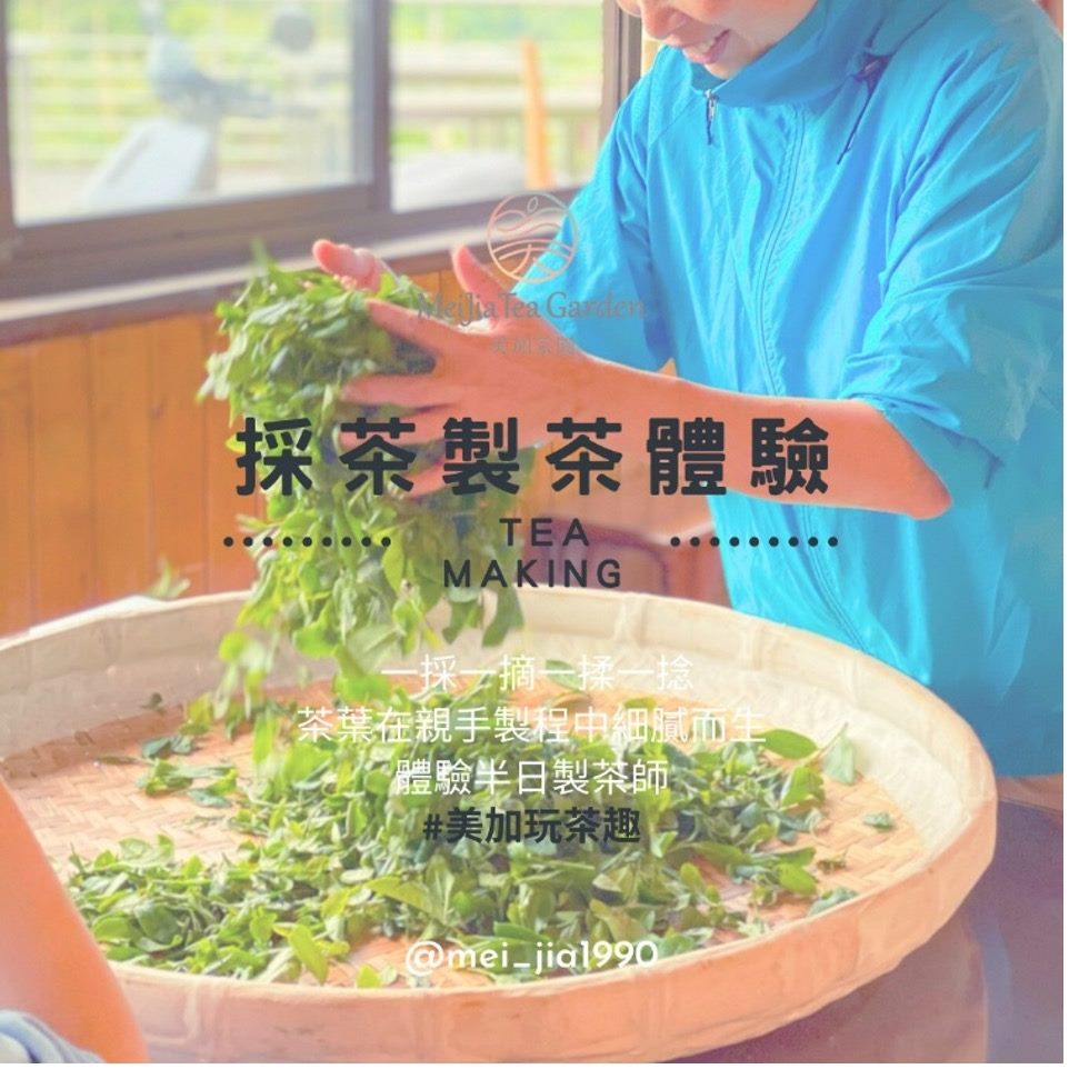 (圖片來源:FB 美加茶園 Mei-Jia Tea Garden)