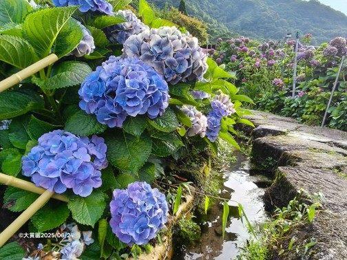 圖片來源:大賞園繡球花(海芋)